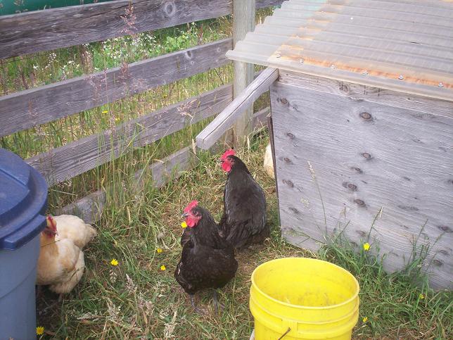 two pictures of chickens